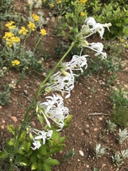 Ipomopsis aggregata candida