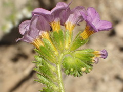 Phacelia keckii