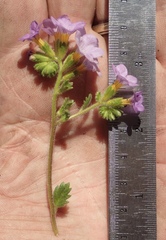 Phacelia keckii