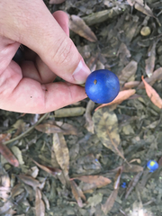 Elaeocarpus ganitrus