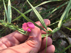 Lathyrus
