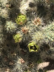 Cylindropuntia ganderi