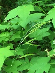 Bromus vulgaris