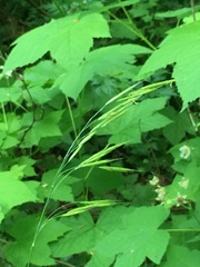 Bromus vulgaris