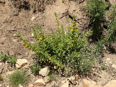 Diplacus clevelandii