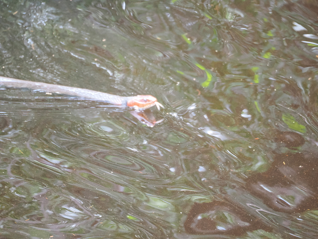 Orange-lipped Keelback