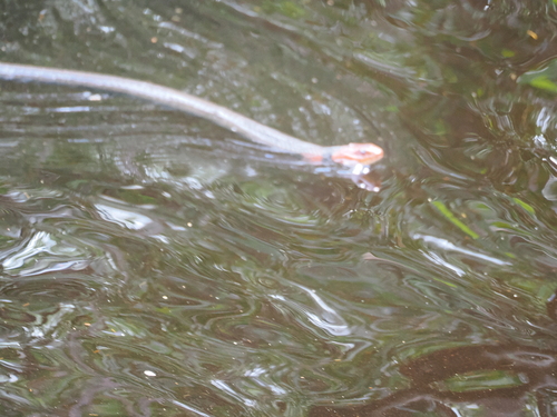 Orange-lipped Keelback