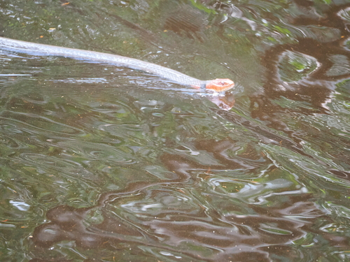 Orange-lipped Keelback