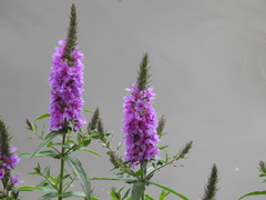 Lythrum salicaria