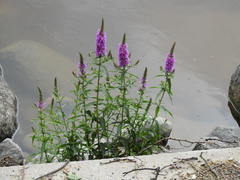 Lythrum salicaria
