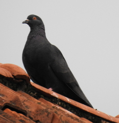 Columba livia domestica