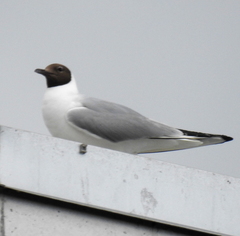 Chroicocephalus ridibundus