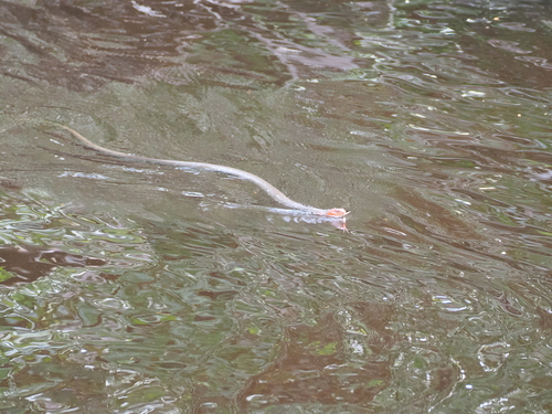Orange-lipped Keelback