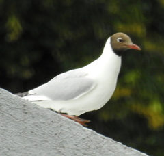 Chroicocephalus ridibundus