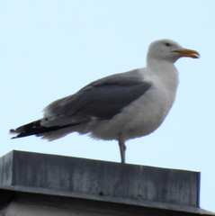 Larus argentatus