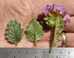Phacelia keckii