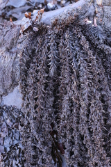 Neorhodomela
