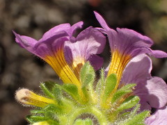 Phacelia keckii