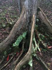 Elaeocarpus ganitrus