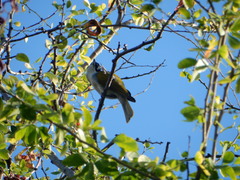 Phaenicophilus palmarum