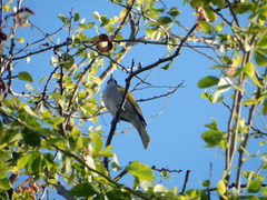 Phaenicophilus palmarum