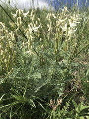 Astragalus drummondii