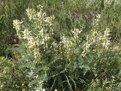 Astragalus drummondii