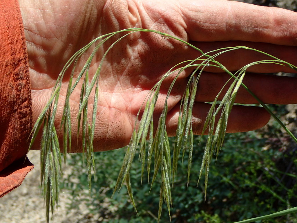 woodland brome