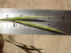 Bromus pseudolaevipes