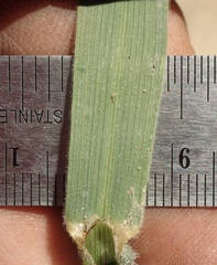 Bromus pseudolaevipes