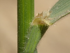 Bromus pseudolaevipes