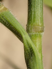 Bromus pseudolaevipes