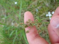 Luzula