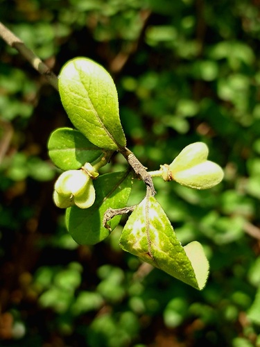 Velvet Spindle (Euonymus velutinus)