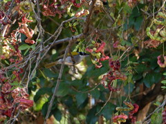 Phaenicophilus palmarum