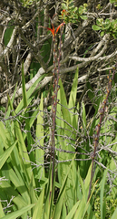 Chasmanthe floribunda