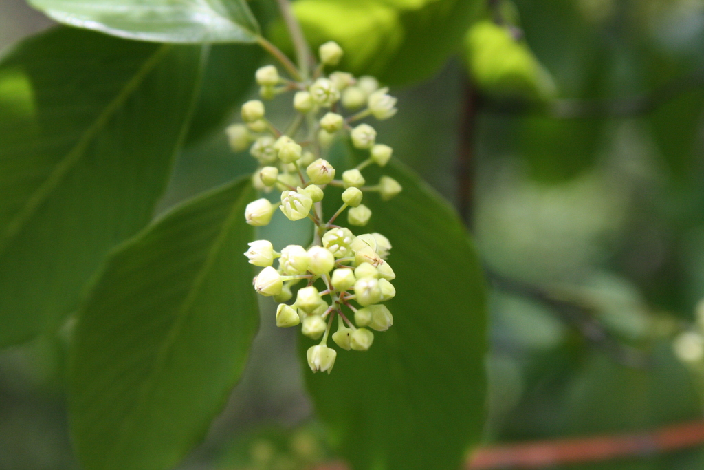 Rattan Vine (MatBio VINES Matanzas Biodiversity) · iNaturalist