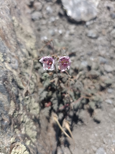 Erodium cheilanthifolium (Erodium cheilanthifolium)