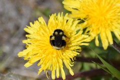 Bombus bifarius