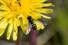 Dasysyrphus intrudens