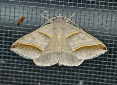 Ptichodis vinculum