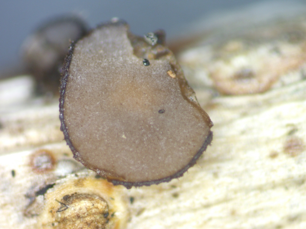 Torrendiella setulata