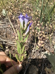 Scutellaria brittonii