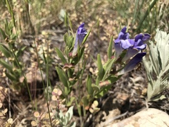 Scutellaria brittonii
