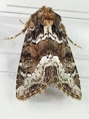 Oligia strigilis