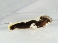 Monopis dorsistrigella