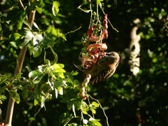 Melanerpes striatus