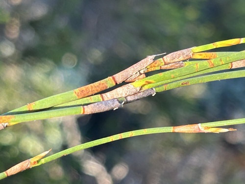 Image of Restio eleocharis by (c) Christina, some rights reserved (CC BY)