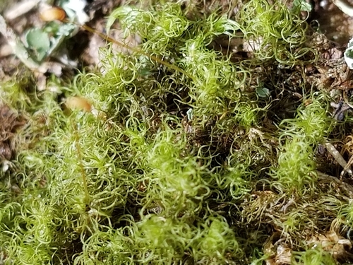 Image of Brideliella wahlenbergii by (c) Micki Colbeck, some rights reserved (CC BY)