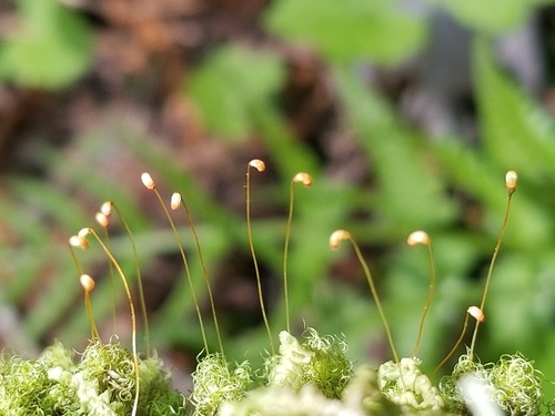 Image of Brideliella wahlenbergii by (c) Micki Colbeck, some rights reserved (CC BY)